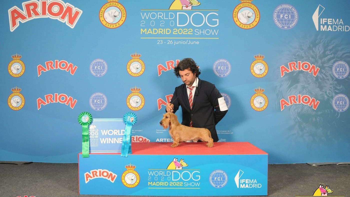 The winner's podium of the World Dog Show Madrid: the handler presenting the wirehaired dachshund beside the World Winner sign and two rosettes