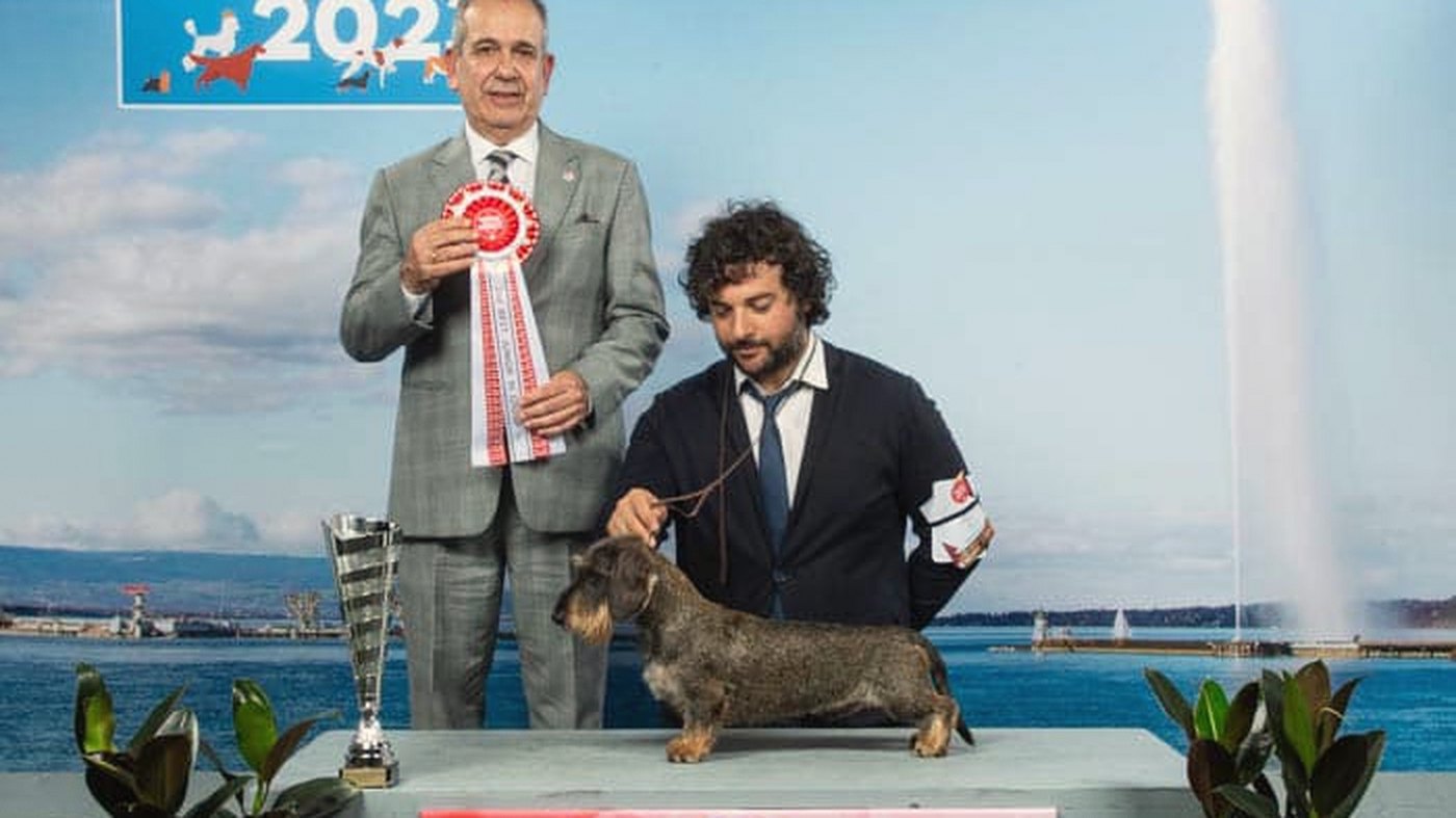 The judge with the red rosette beside the cup, the handler presenting the wirehaired dachshund on the table, the Geneva fountain on the backdrop