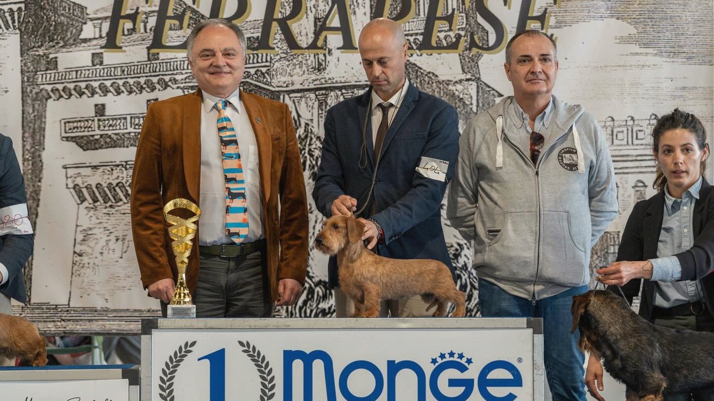 The group podium: the judge with the golden cup, the handler presenting the wirehaired dachshund on the number one step