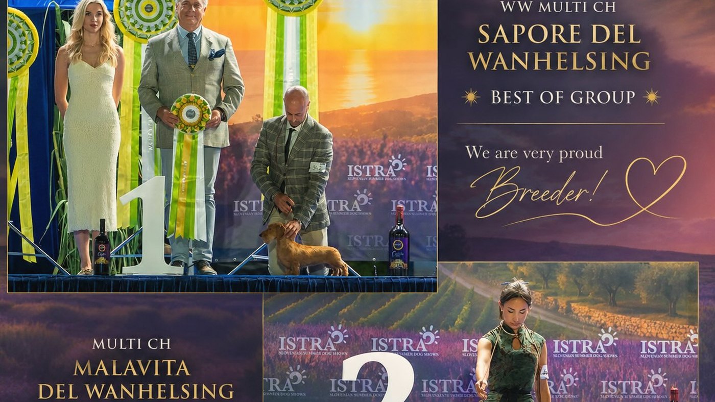 The group podium at number one: the judge holding the rosette, the handler presenting the wirehaired dachshund, a painted sunset behind them