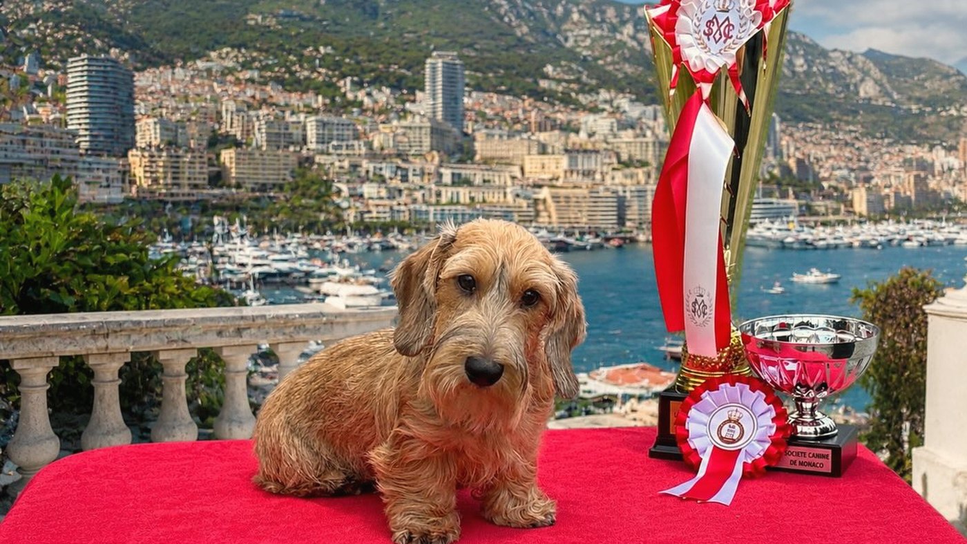 A wirehaired dachshund seated on a red cloth beside the tall cup and rosettes, the harbour and the hills of Monte-Carlo behind