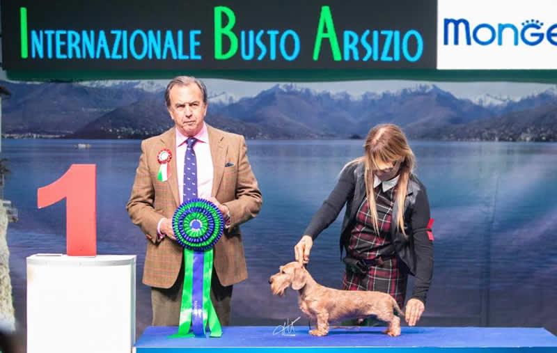 Title-card page from the house archive: Internazionale · Insubria, 2018