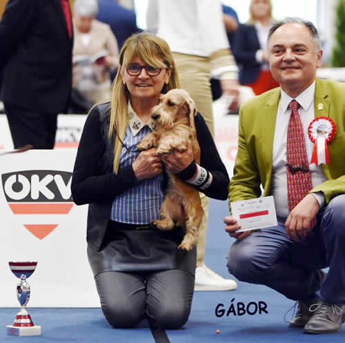 Photograph from the ring, from the house archive: Euro Dog Show · Wels, 2019 — Hashtag del Wanhelsing