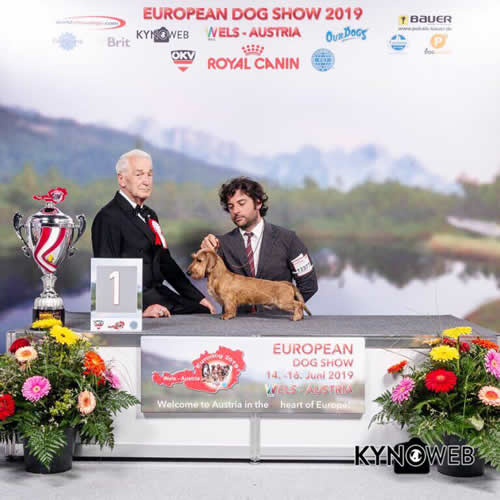 Photograph from the ring, from the house archive: Euro Dog Show · Wels, 2019 — Hashtag del Wanhelsing