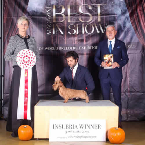 Photograph from the ring, from the house archive: Insubria Winner, 2019