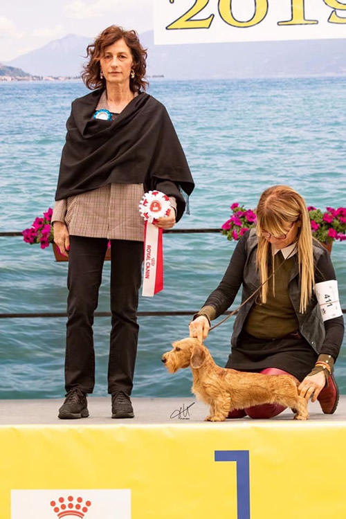 Photograph from the ring, from the house archive: Internazionale · Montichiari, 2019