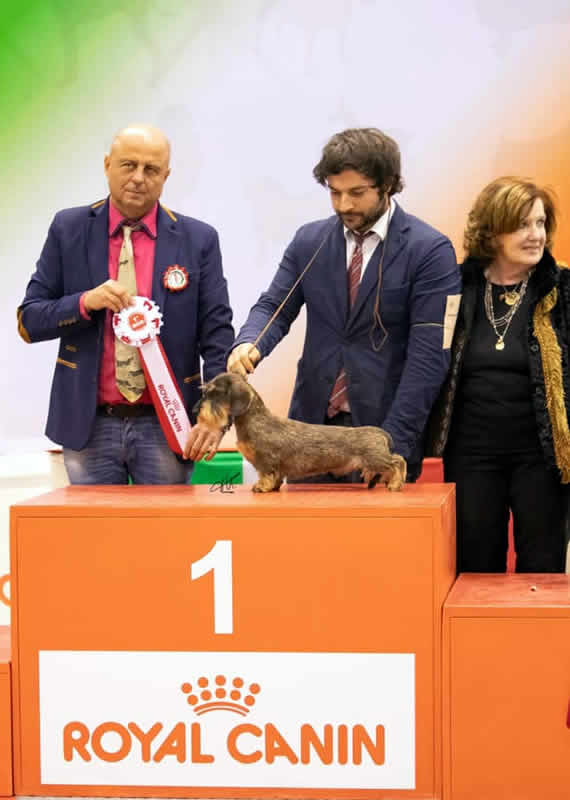 Photograph from the ring, from the house archive: Internazionale · Padova, 2019 — Dargon Boy del Wanhelsing