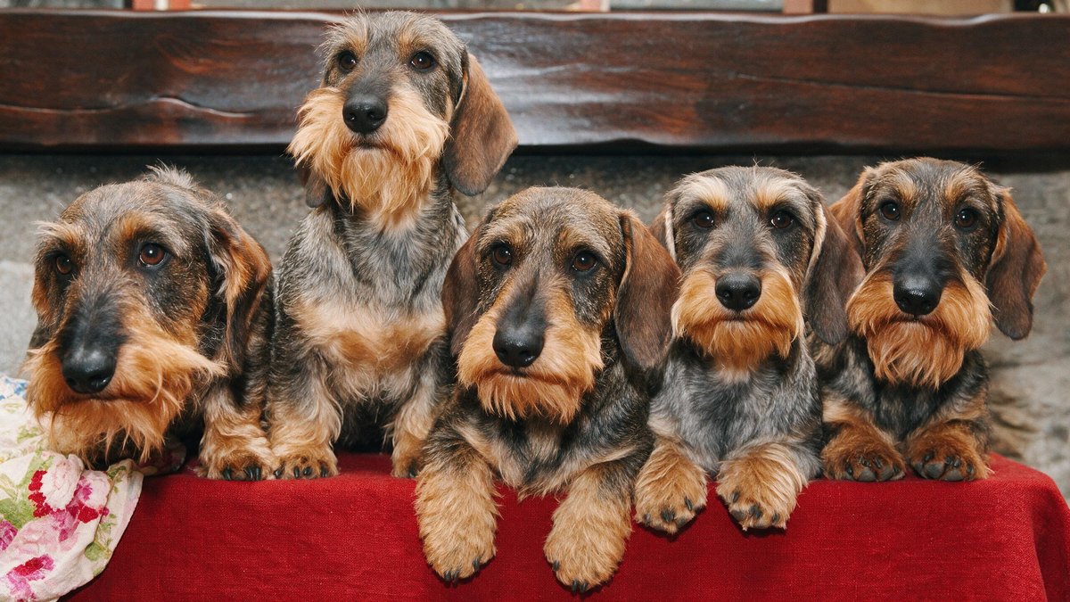 Five adult wirehaired dachshunds in a row at a red-draped table